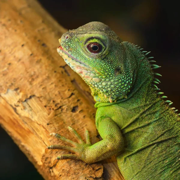 Asian Water Dragon Physignathus Cocincinus Natural Environment Colourful Tropical Green — Stock Photo, Image