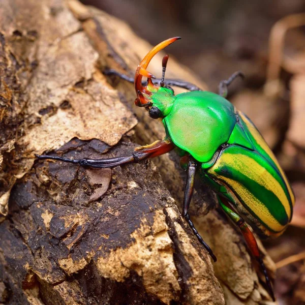 Vista Ravvicinata Scarabeo Verde Decorativo — Foto Stock