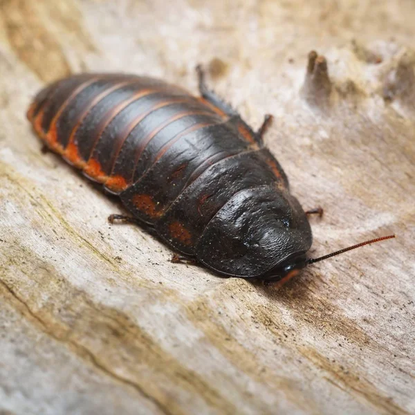 Zwarte Reus Madagaskar Sissende Kakkerlak Natuurlijke Omgeving — Stockfoto