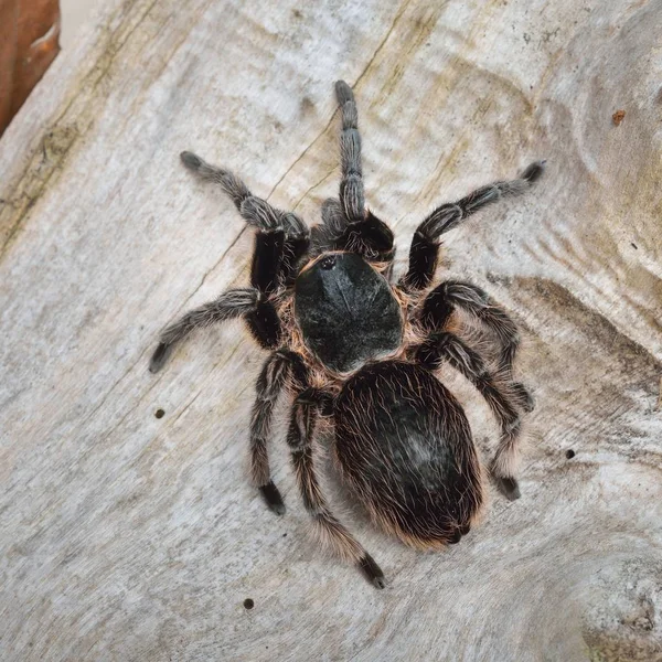 Birdeater Curlyhair 蜘蛛蛛 Brachypelma Albopilosum 在天然森林环境中 黑毛巨蜘蛛 — 图库照片