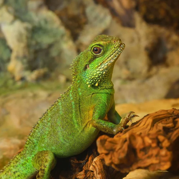 Asian Water Dragon Physignathus Cocincinus Natural Environment Colourful Tropical Green — Stock Photo, Image