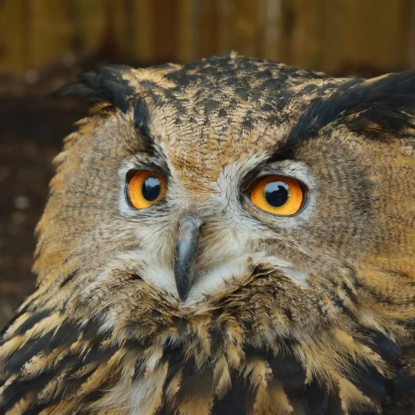 Primer Plano Cabeza Búho Águila Eurasiática Bubo Bubo Entorno Natural — Foto de Stock