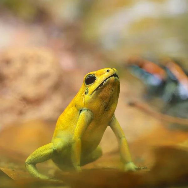 Golden Poison Arrow Frog (Phyllobates terribilis) in natural rainforest environment. Colourful bright yellow tropical frog.