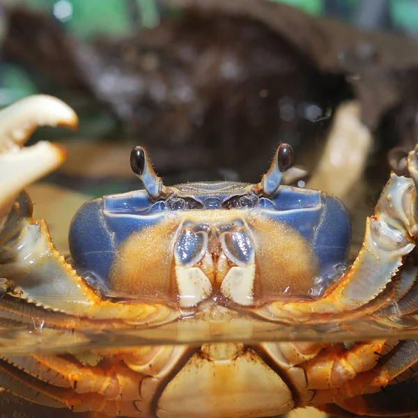 Rainbow crab Cardisoma armatum closeup in an aquarium