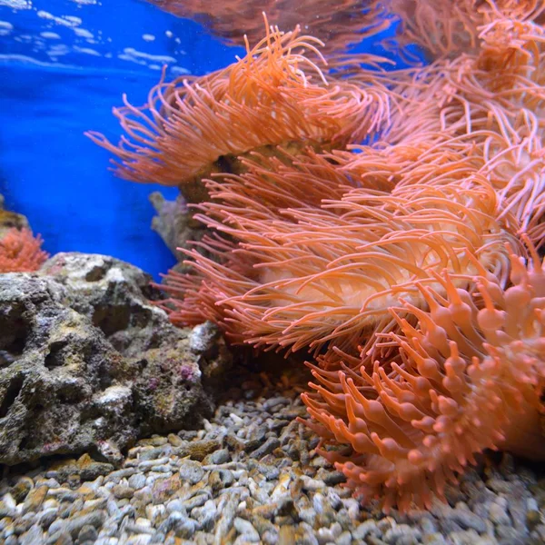 带粉红色海葵的海洋水族馆环境 — 图库照片