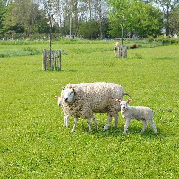 Owce Polu Zielonym Holandii — Zdjęcie stockowe