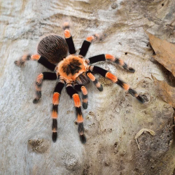 Birdeater Tarantule Spider Brachypelma Smithi Přírodním Lesním Prostředí Zářivě Oranžové — Stock fotografie