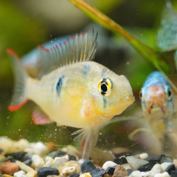 Close View Tropical Fish Aquarium — Stock Photo, Image