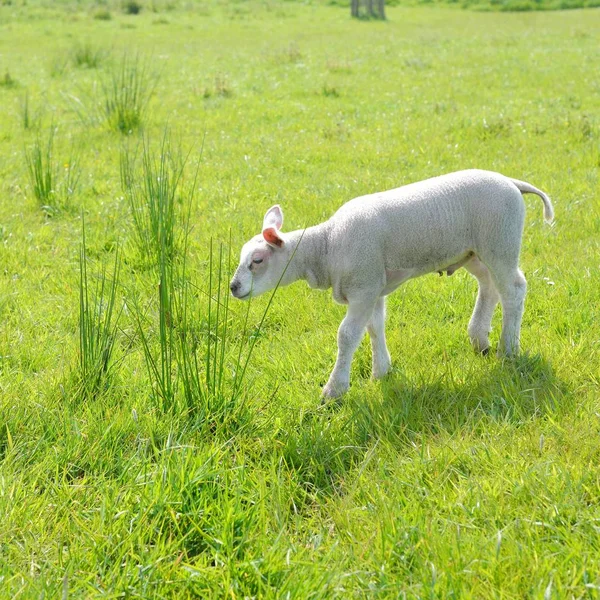 Schafe Auf Der Grünen Wiese Den Niederlanden — Stockfoto