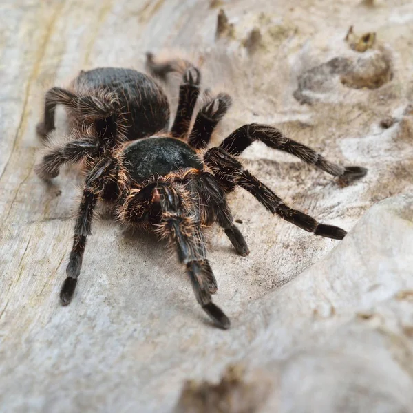 Birdeater Curlyhair Tarantula Spindel Brachypelma Albopilosum Naturlig Skogsmiljö Svart Hårig — Stockfoto