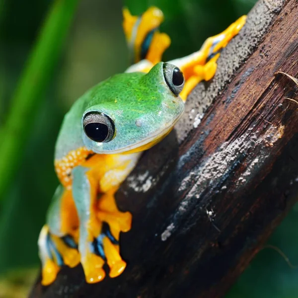 Close View Decorative Tropical Frog — Stock Photo, Image