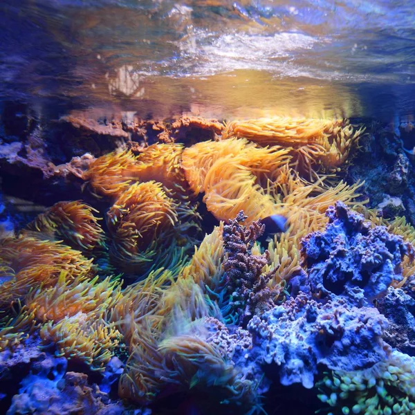 水族館でカラフルな水中植物の風光明媚なビュー — ストック写真