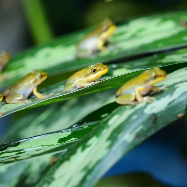 Close View Decorative Tropical Frogs — Stock Photo, Image
