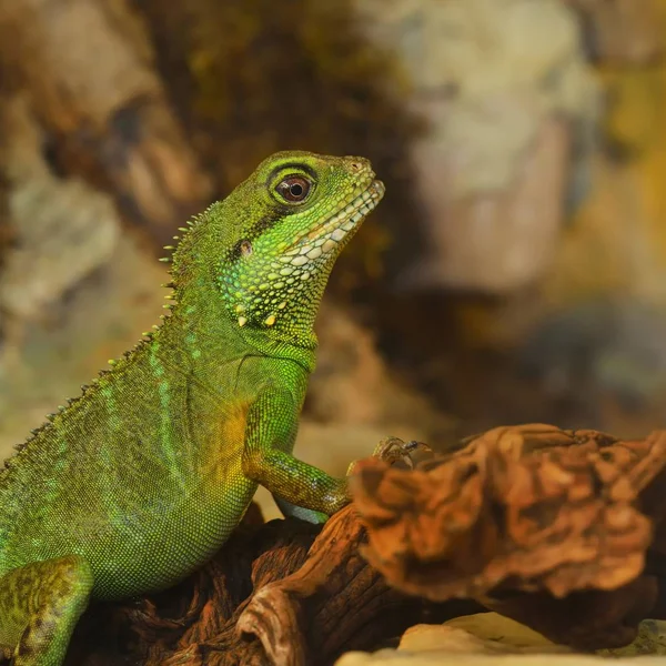 Asian Water Dragon Physignathus Cocincinus Natural Environment Colourful Tropical Green — Stock Photo, Image