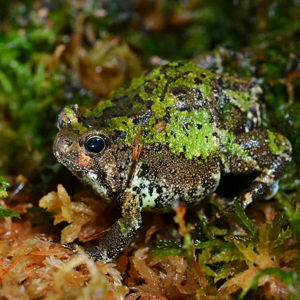 Vue Rapprochée Grenouille Tropicale Décorative — Photo