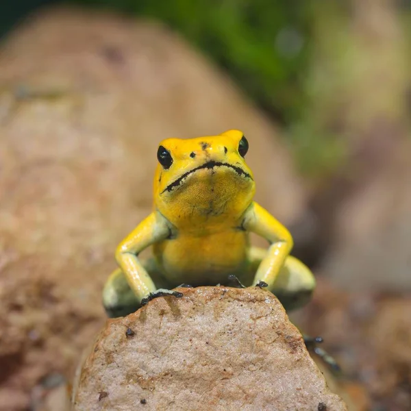 Golden Poison Arrow Frog (Phyllobates terribilis) in natural rainforest environment. Colourful bright yellow tropical frog.