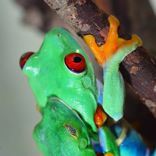 Nahaufnahme Von Dekorativen Tropischen Fröschen — Stockfoto