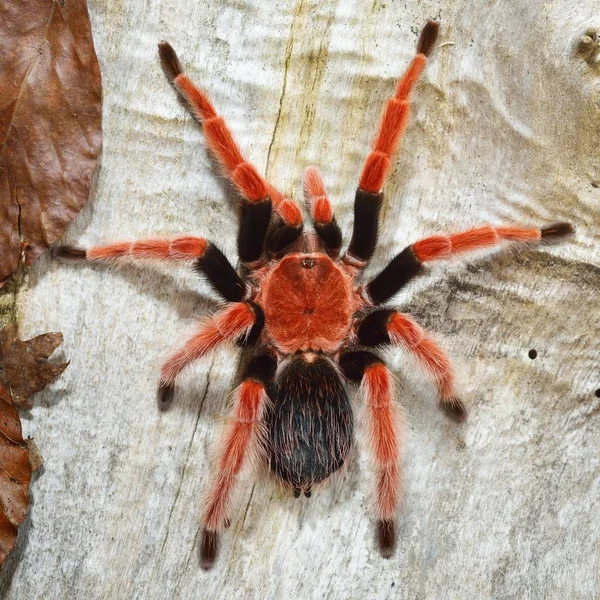 Birdeater Tarantule Spider Brachypelma Boehmei Přírodním Lesním Prostředí Jasně Červené — Stock fotografie