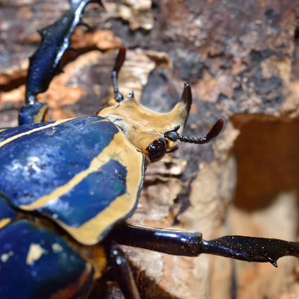 装飾的なカラフルなカブトムシのクローズ アップ ビュー — ストック写真