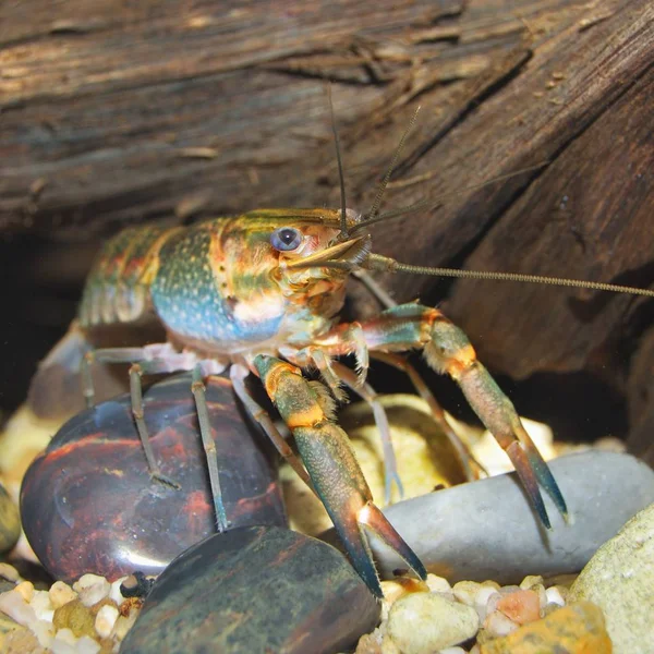 Close View Australian Blue Crayfish Aquarium — Stock Photo, Image
