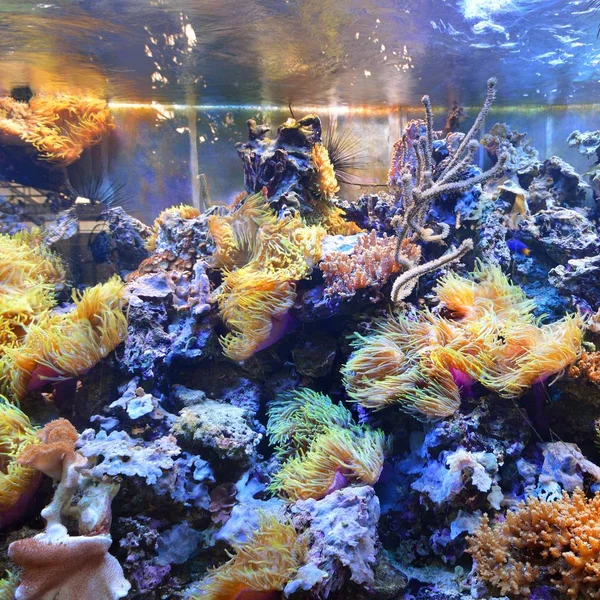 Scenic View Colorful Underwater Plants Aquarium — Stock Photo, Image