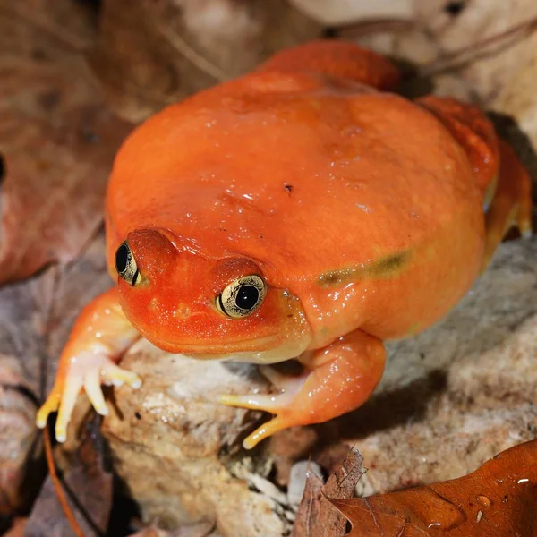 Close View Decorative Tropical Frog — Stock Photo, Image