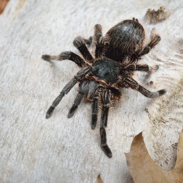 Birdeater Curlyhair Tarantula Pająk Ptasznik Kędzierzawy Środowisku Naturalnym Lesie Czarne — Zdjęcie stockowe