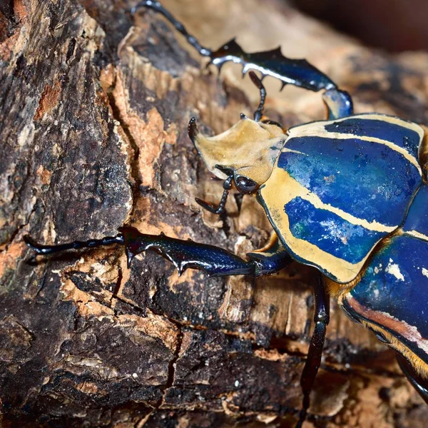 装飾的なカラフルなカブトムシのクローズ アップ ビュー — ストック写真