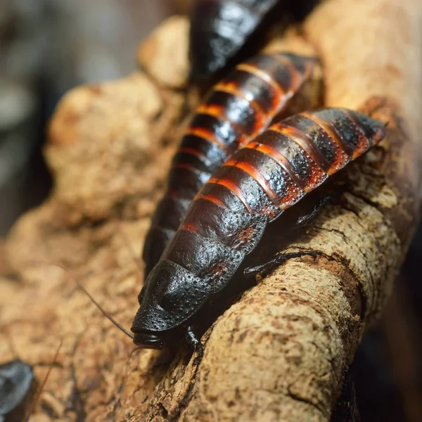 Negro Gigante Madagascar Silbando Grupo Cucarachas Entorno Natural — Foto de Stock