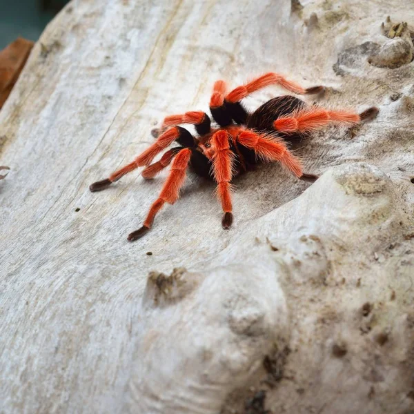 Birdeater Tarantula Spinnen Brachypelma Boehmei Natuurlijke Bossen Milieu Heldere Rode — Stockfoto