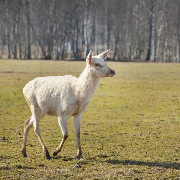 Bílý Jelen Mládě Jarní Louce — Stock fotografie