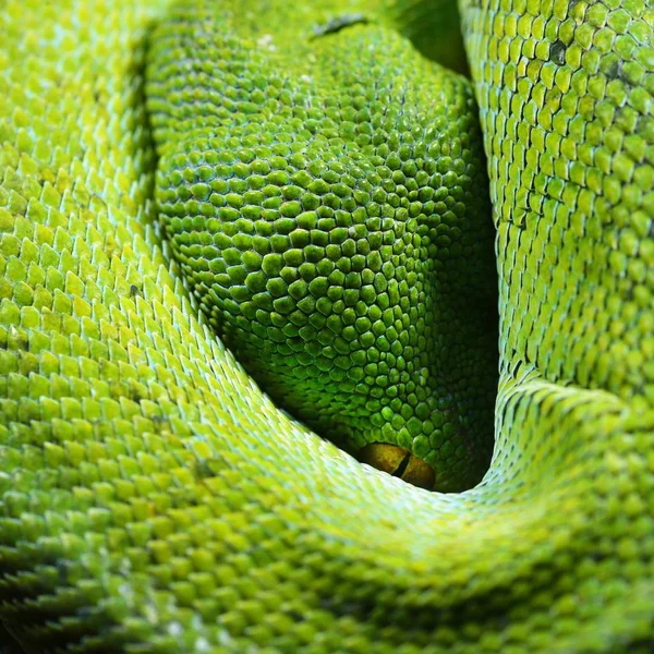 Zöld Kígyó Fejét Kiadványról — Stock Fotó