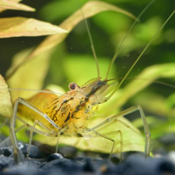 アジアのガラス水槽でエビのクローズ アップ ビュー — ストック写真