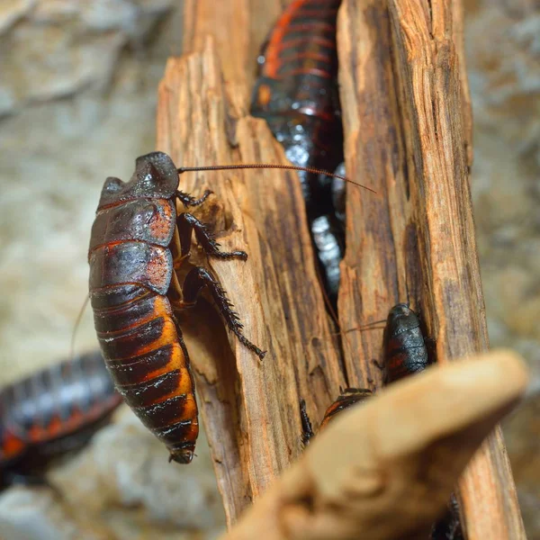 Schwarze Riesen Madagaskar Fauchende Kakerlaken Gruppe Natürlicher Umgebung — Stockfoto