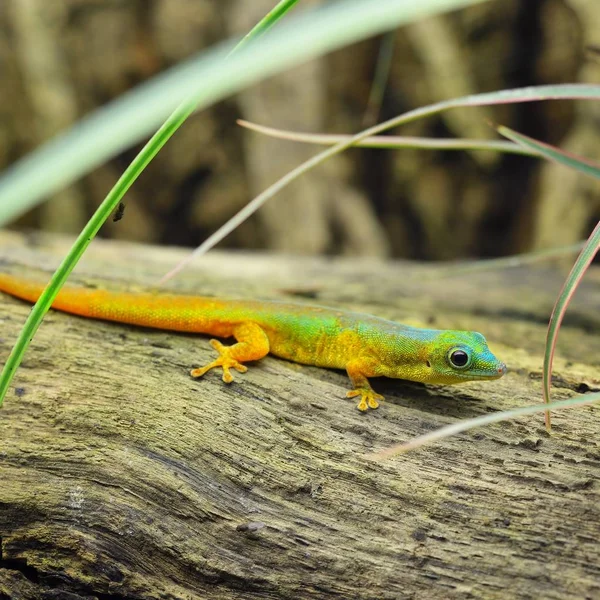 Cute Tiny Rainbow Lizard Gecko Log Tall Grass — Stock Photo, Image