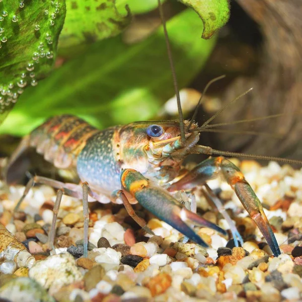 Närbild Australiska Blå Kräftor Akvarium — Stockfoto