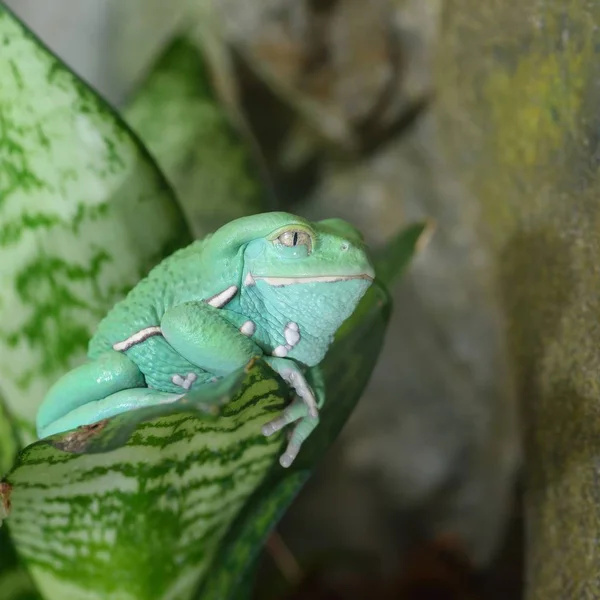 Wachsfrosch Phyllomedusa Sauvagii Natürlicher Regenwaldumgebung Auf Einem Ast Bunte Leuchtend — Stockfoto