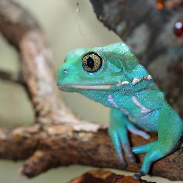 Nahaufnahme Von Dekorativen Tropischen Frosch — Stockfoto