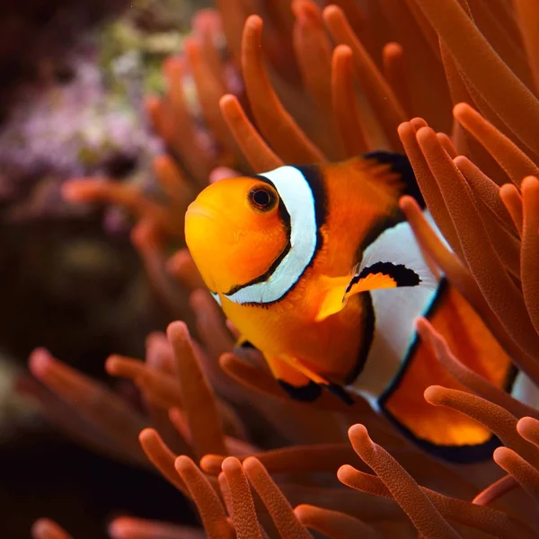 Amphiprion Ocellaris Klaun Akwarium Morskim — Zdjęcie stockowe