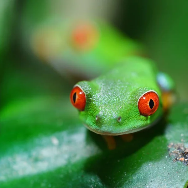 Close View Decorative Tropical Frog — Stock Photo, Image