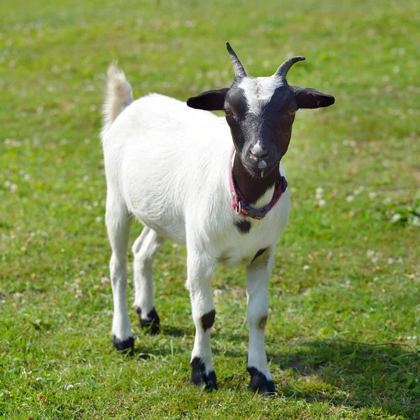 White Goat Black Head Standing Green Summer Lawn — Stock Photo, Image