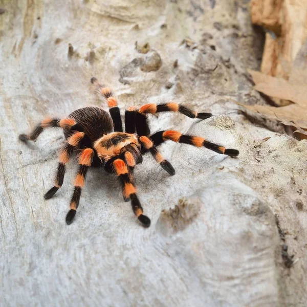 Păianjen Tarantula Birdeater Brachypelma Smithi Mediul Forestier Natural Luminos Portocaliu — Fotografie, imagine de stoc