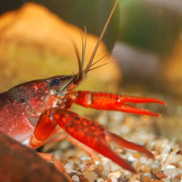 Louisiana Sumpfkrebse Procambarus Clarkii Einer Natürlichen Unterwasserumgebung — Stockfoto