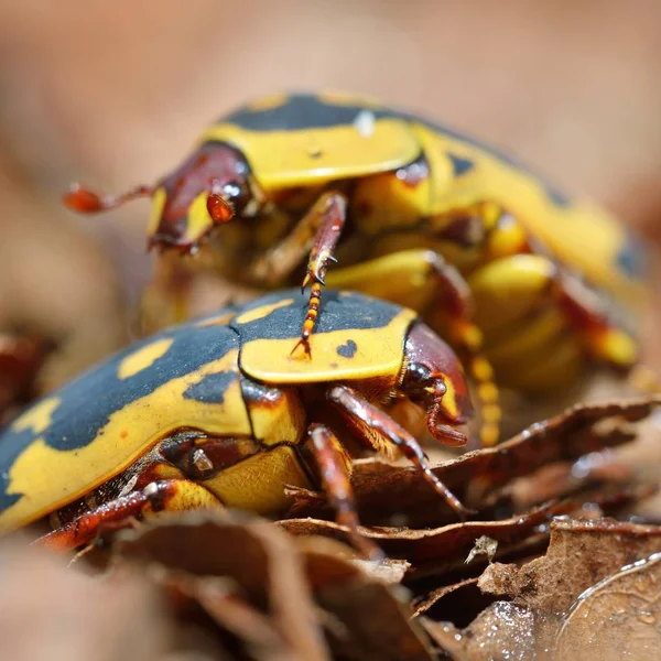 Close View Decorative Colorful Beetles — Stock Photo, Image