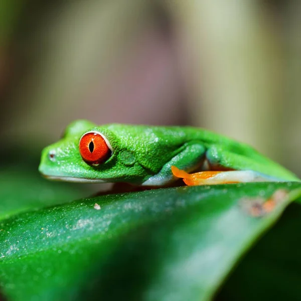 Zbliżenie Ozdobny Tropikalne Żaby — Zdjęcie stockowe
