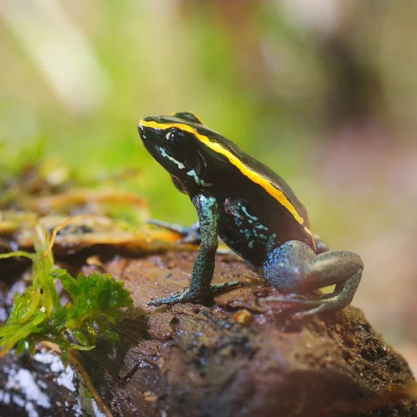 Golfodulcean 毒镖蛙 Phyllobates Vitatus 在天然雨林环境中 彩色条纹热带蛙 — 图库照片