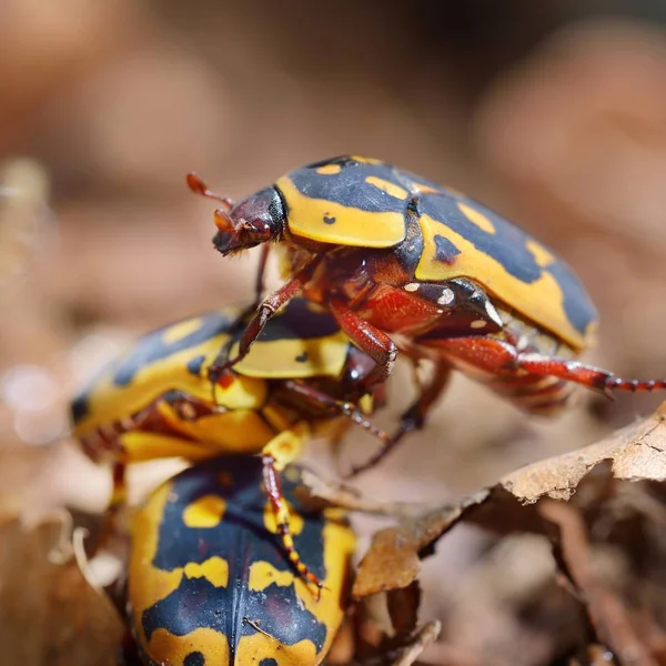 Vista Cerca Escarabajos Coloridos Decorativos — Foto de Stock