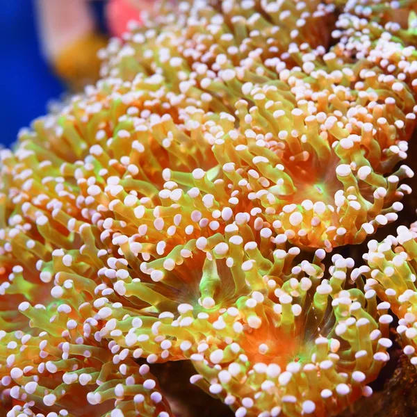 Close View Sea Anemones Corals Aquarium — Stock Photo, Image