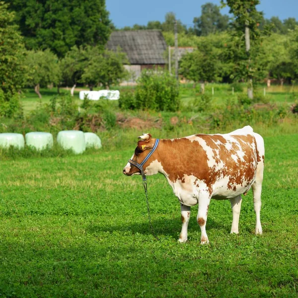 Vaca Pie Campo Verde Contra Bosque Día Verano Letonia — Foto de Stock