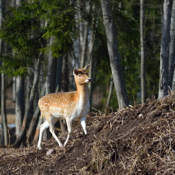 Fallow deer female (Dama dama) walking in a forest